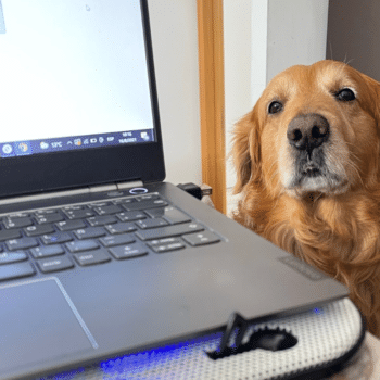 A golden retriever sitting beside a laptop with a cup of coffee, looking at the camera while Megan plans a launch email schedule